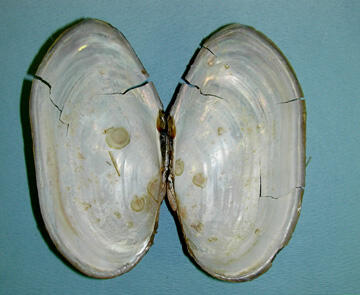 An interior view of two halves of a bivalve shell attached at the hinge area, and showing the smooth white nacre.