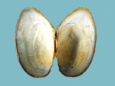 An interior view of two halves of a bivalve shell attached at the hinge area, and showing the nacre.