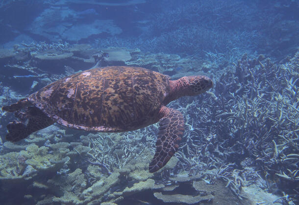 A green sea turtle swims in the Palmyra Atoll.