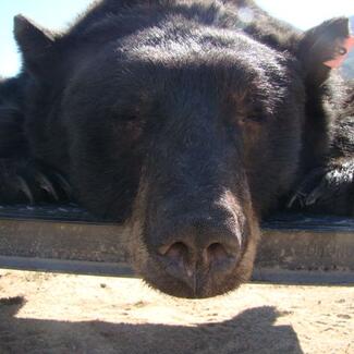 Front-facing, close-up on a black bear's face with its nose protruding outward.
