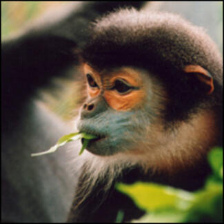 A small primate with reddish-pink skin around its eyes and blue skin covering its cheeks, mouth, and sides of its nose.