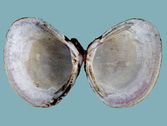 Interior shell halves of a Corbicula fluminea clam shell, showing white nacre with a blue tinge, long fine lateral teeth, and short pseudocardinals.