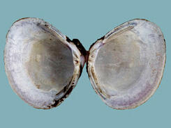Interior shell halves of a Corbicula fluminea clam shell, showing white nacre with a blue tinge, long fine lateral teeth, and short pseudocardinals.