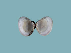 Interior shell halves of a Corbicula fluminea clam shell, showing white nacre with a blue tinge.