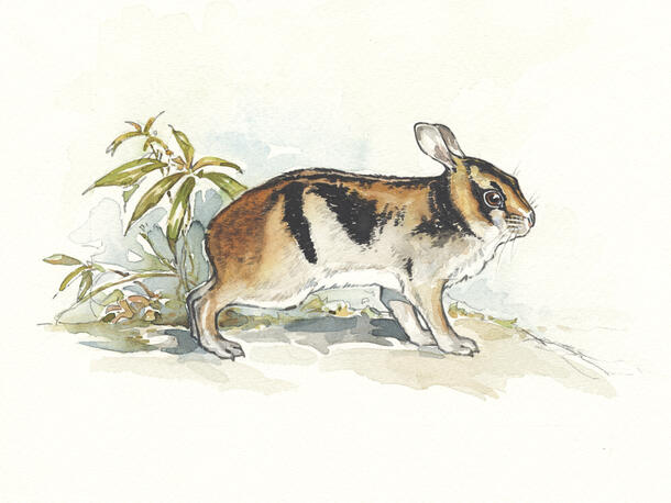 An illustration of a striped rabit from the book Vietnam Vietnam: A Natural History.