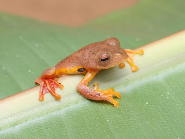 A red-webbed treefrog 