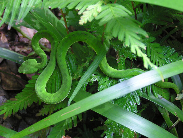 A young green tree viper waiting to ambush prey in Thua Tien-Hue Province, central Vietnam