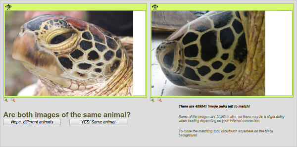 A page asking whether two photos of a turtle are depicting the same animal.