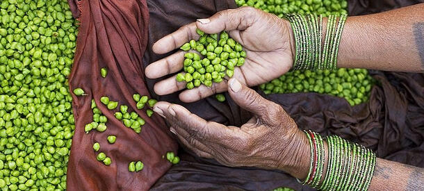 Hands holding beans