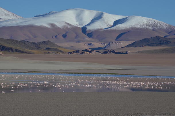 Pink flamingos in foreground with snow-capped Andes mountains in background