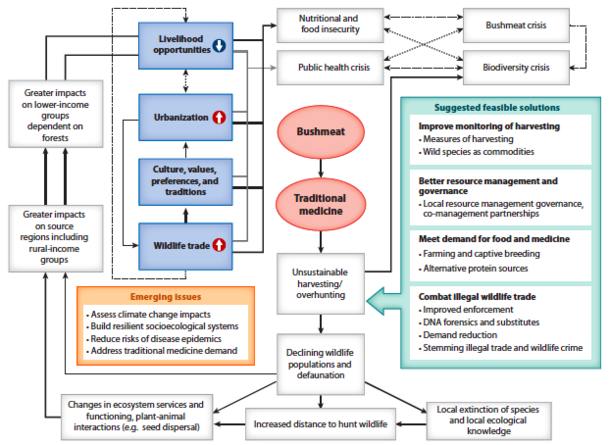 Schematic of the interacting drivers of unsustainable bushmeat consumption in the tropics.