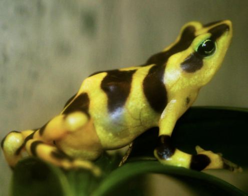 A yellow and brown striped frog sits on a piece of grass.