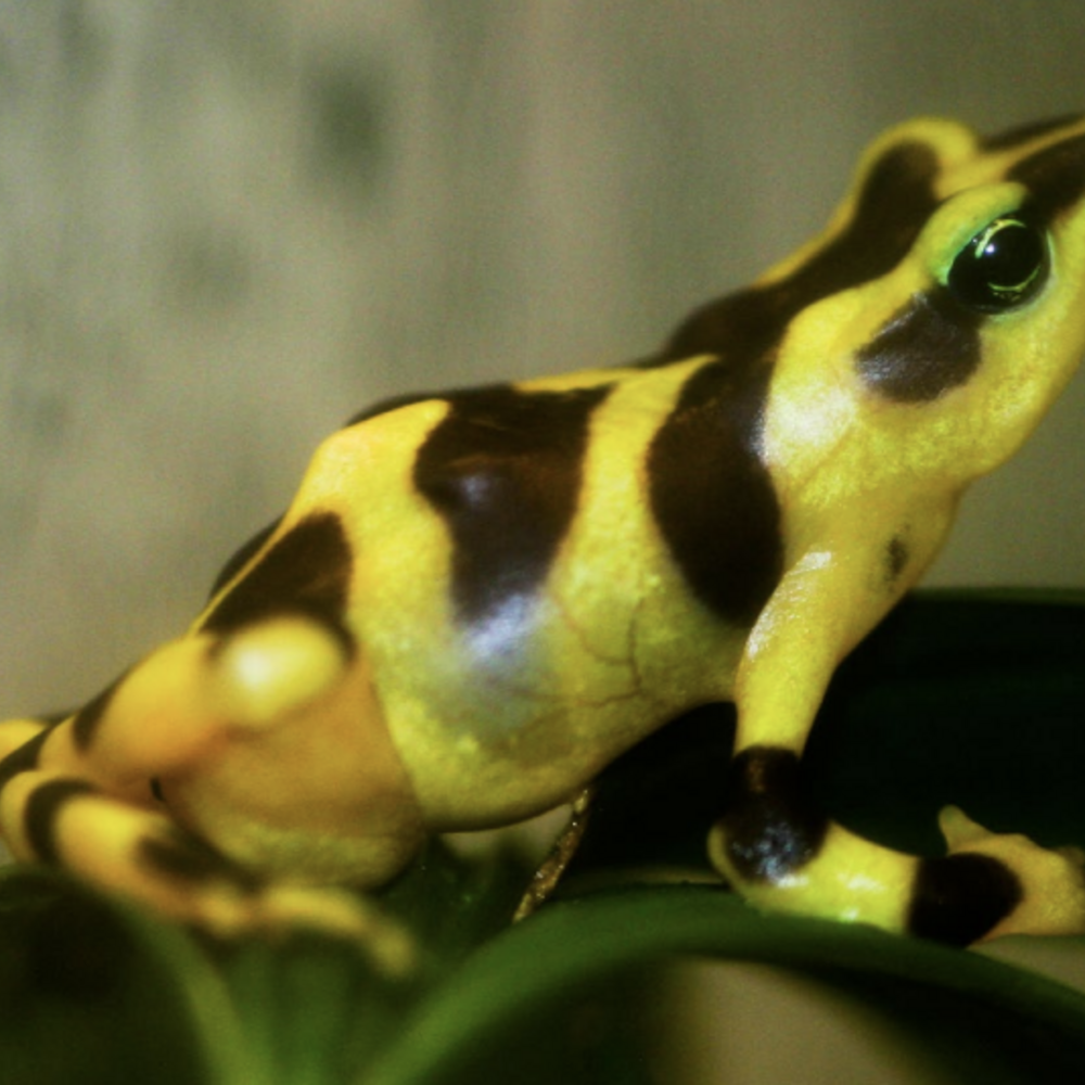 A yellow and brown striped frog sits on a piece of grass.
