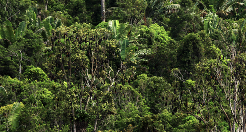 The forest of Madagascar.