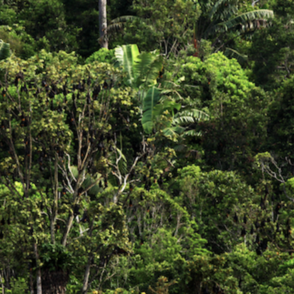 The forest of Madagascar.