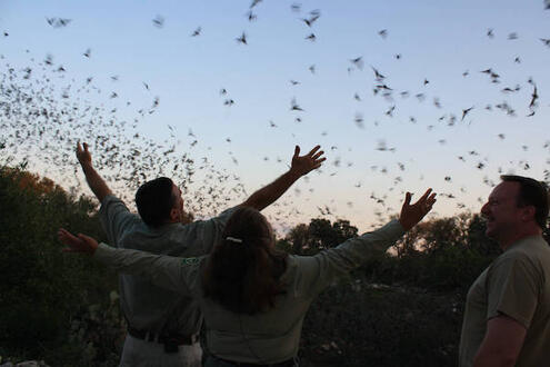 park rangers observing bats in the sky