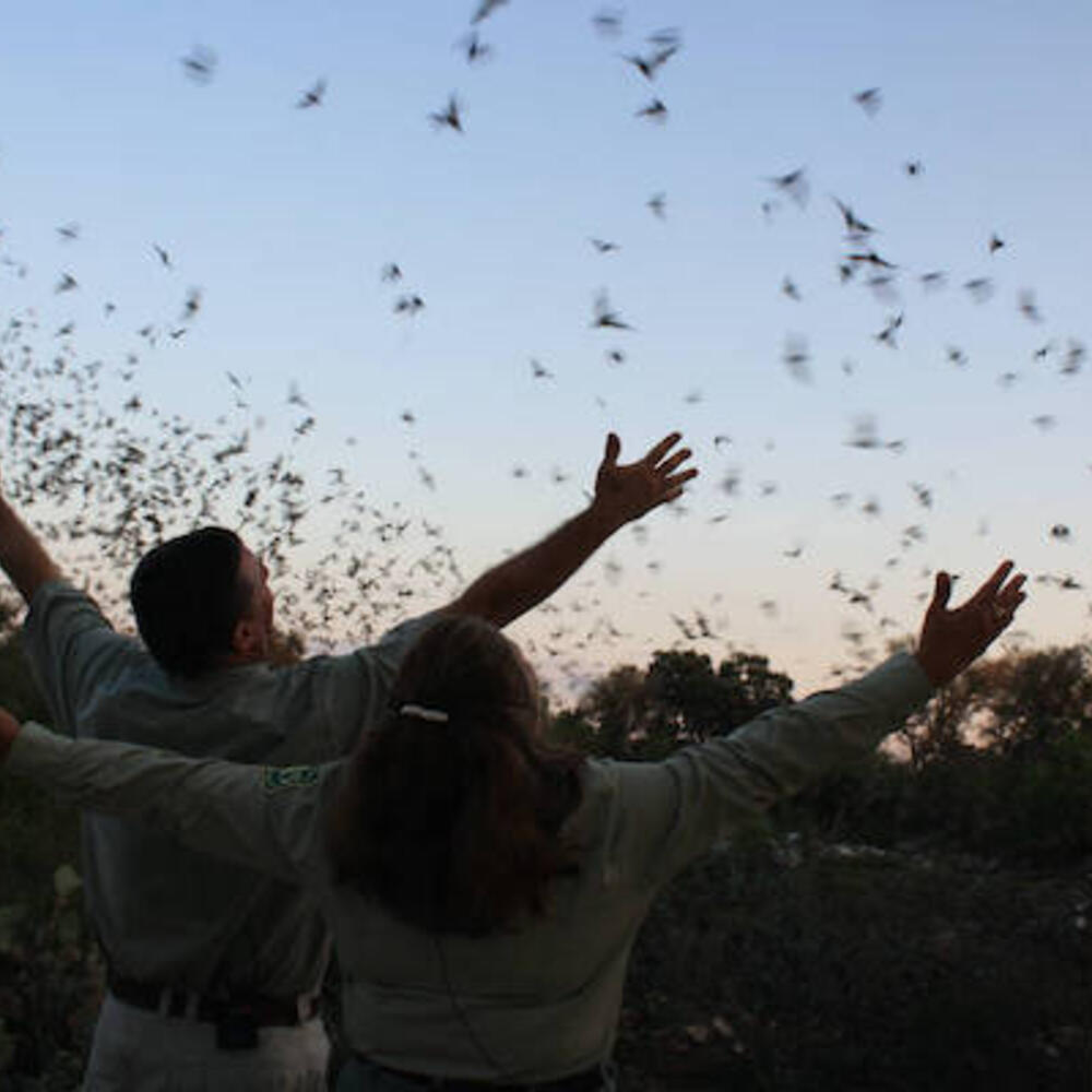park rangers observing bats in the sky