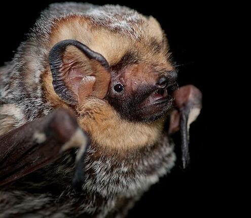 Close up of bat face