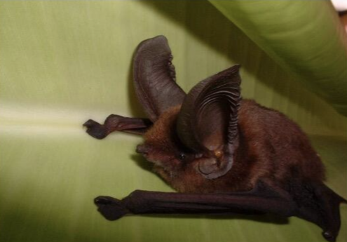 A bat sits on a leaf.