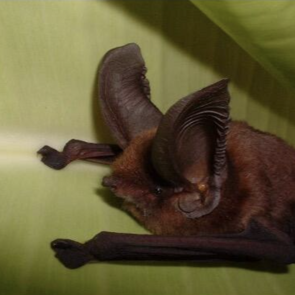 A bat sits on a leaf.