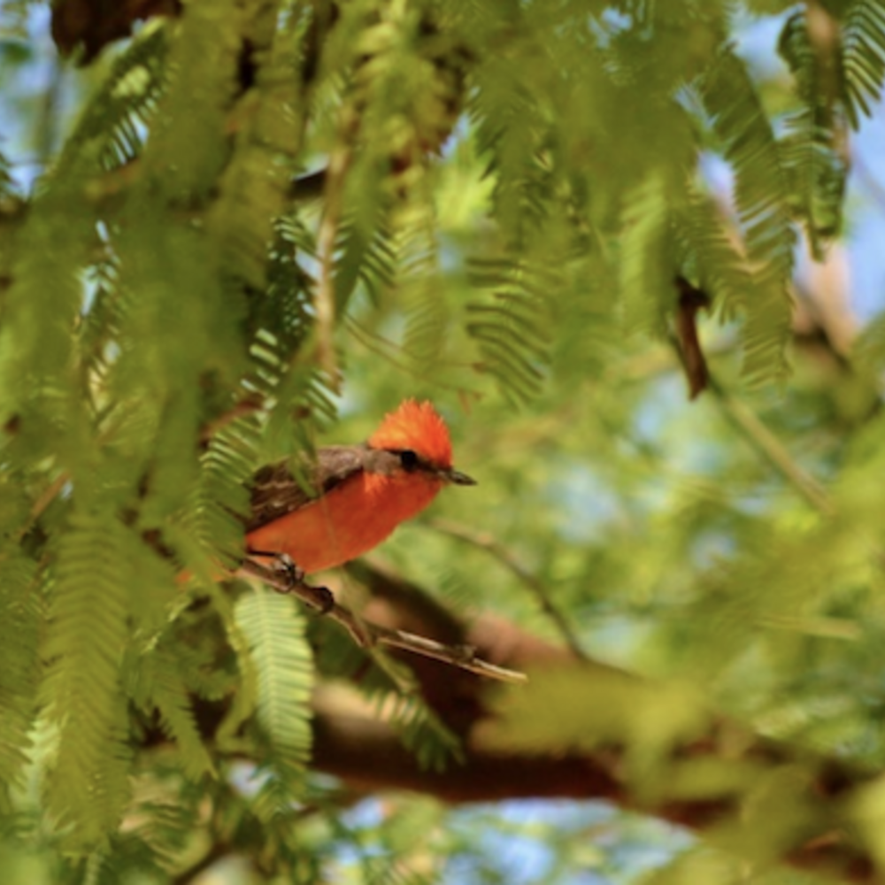 A red bird, the vermillion flycatcher, perches on a tree branch.