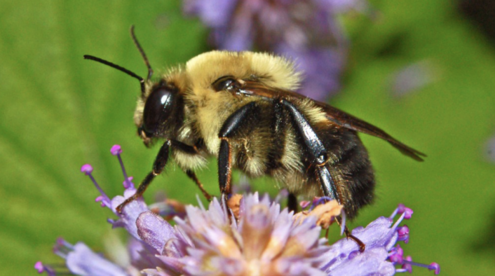 A bee sits on a clover.
