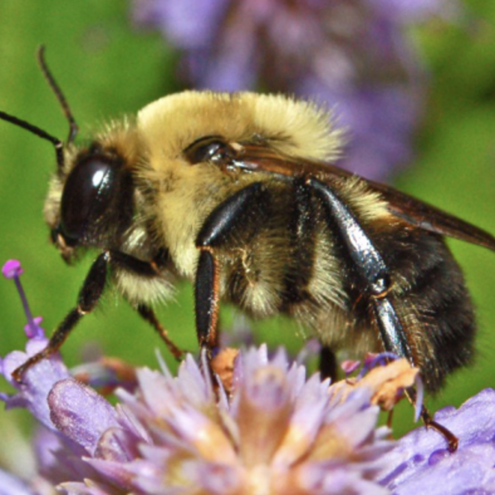 A bee sits on a clover.