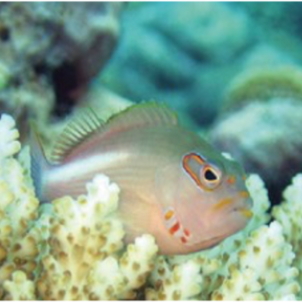 Cream colored fish nestled in a coral reef