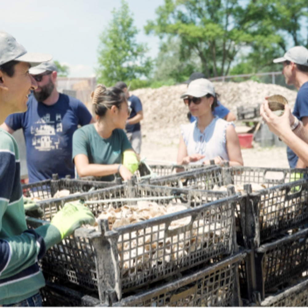 Volunteers help sort oyster shells for use in reef restoration activities in New York.