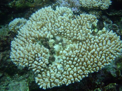 White coral stands out from a dark rocky outcropping underwater