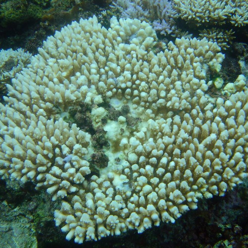 White coral stands out from a dark rocky outcropping underwater