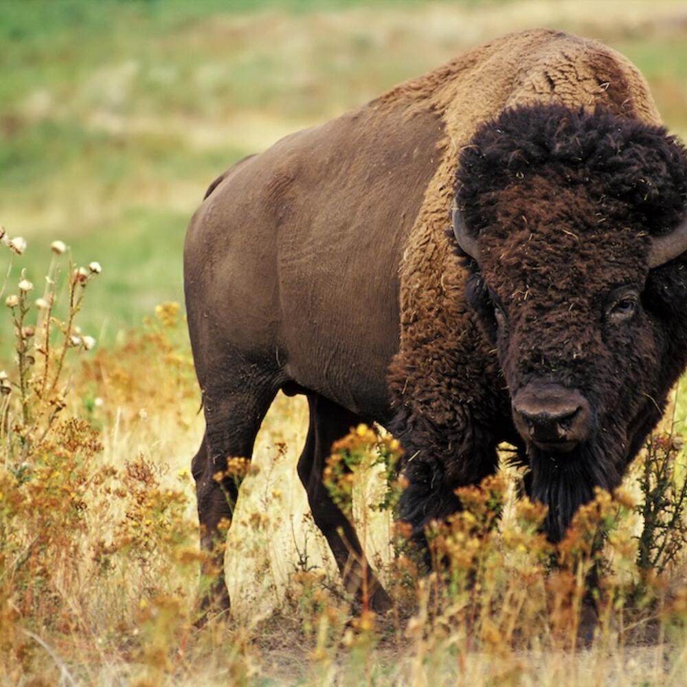 A bison stands in a field