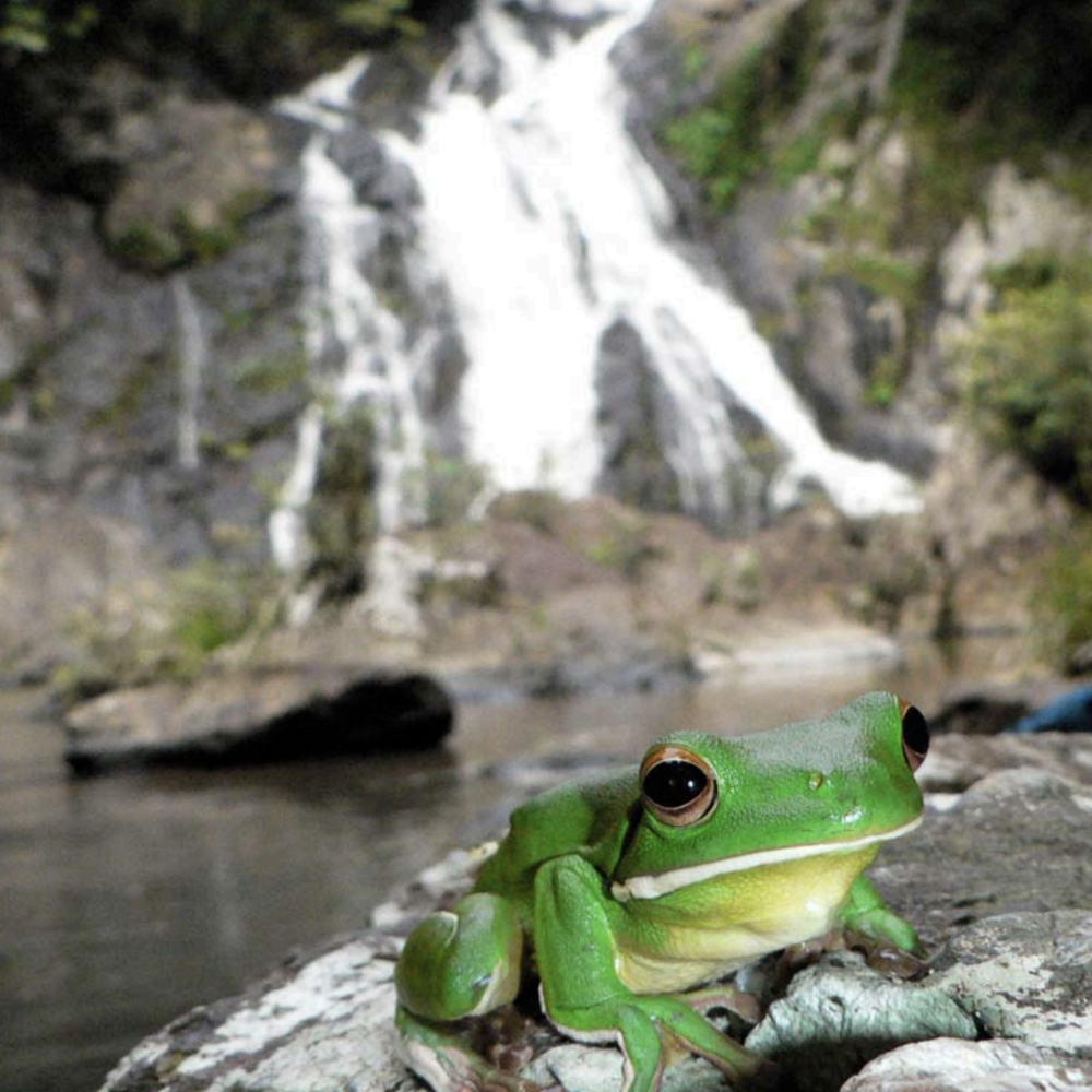 A bright green frog sits in front of a waterfall.