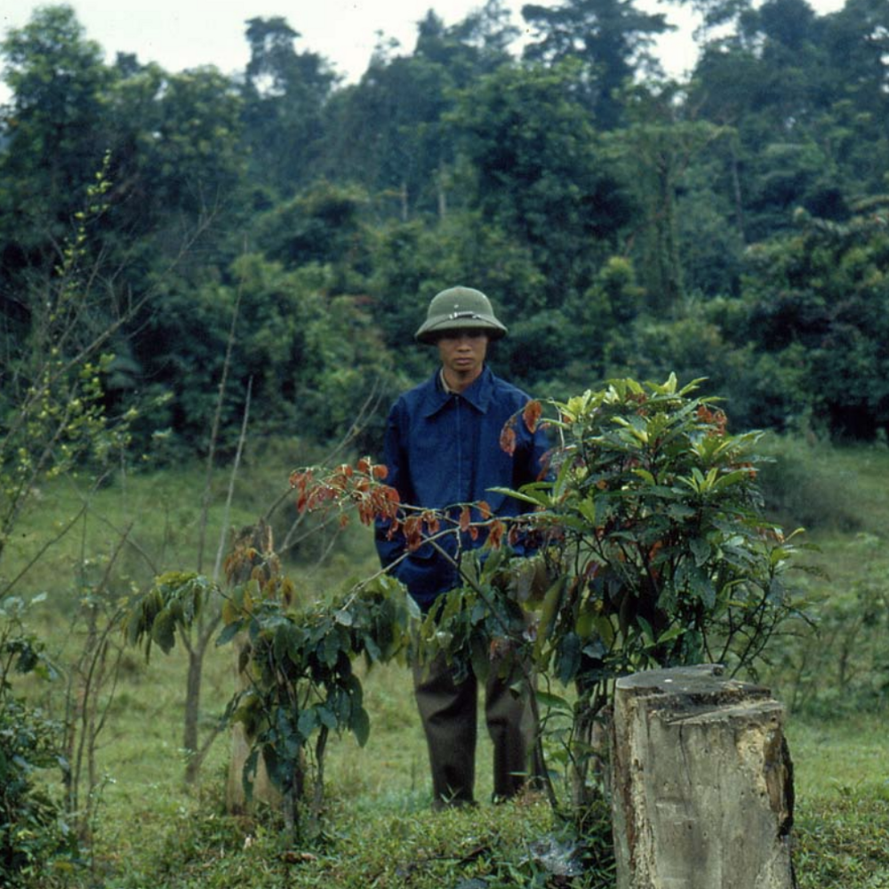 A man in a field looks at a bush.