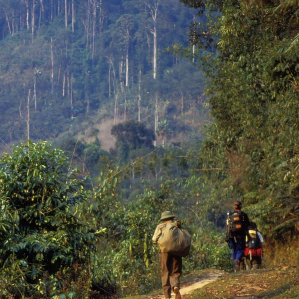 People walk along a path in a mountainous forest.