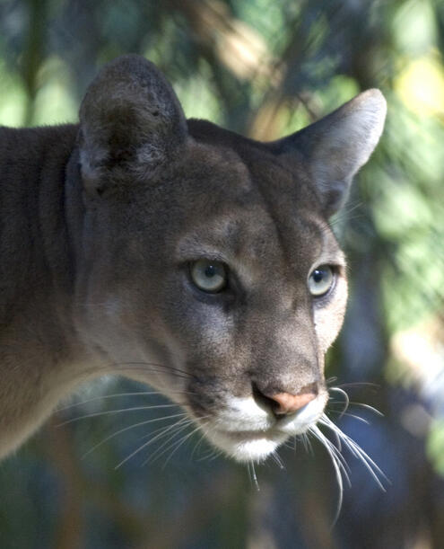Close up of a tan colored panther, shadows across its face, looking at something in the distance