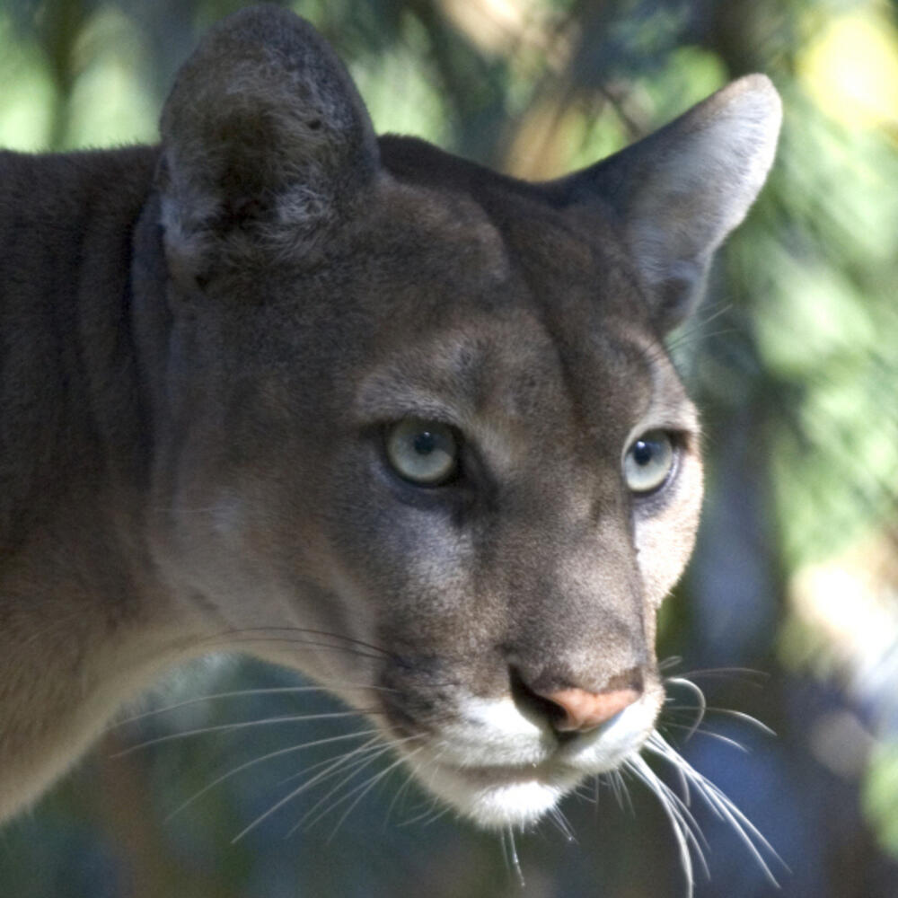 Close up of a tan colored panther, shadows across its face, looking at something in the distance
