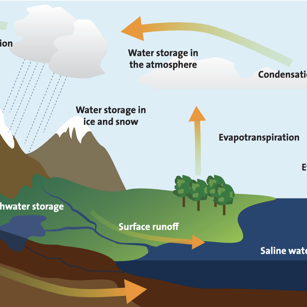 A chart of the water cycle.