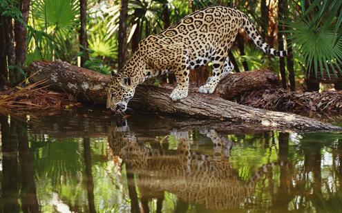 A spotted jaguar drinks from a body of water in a jungle setting, his reflection clearly visible in the water surface