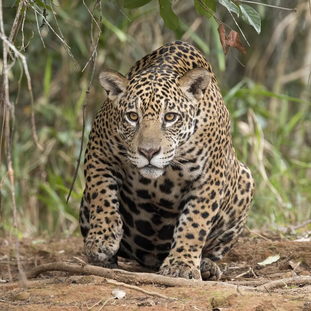 A jaguar crouches in the brush