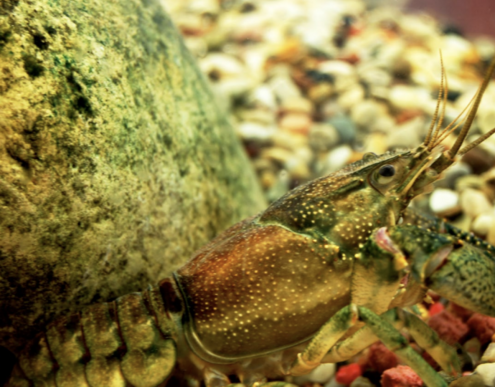 An adult rusty crayfish swims in front of rocks.