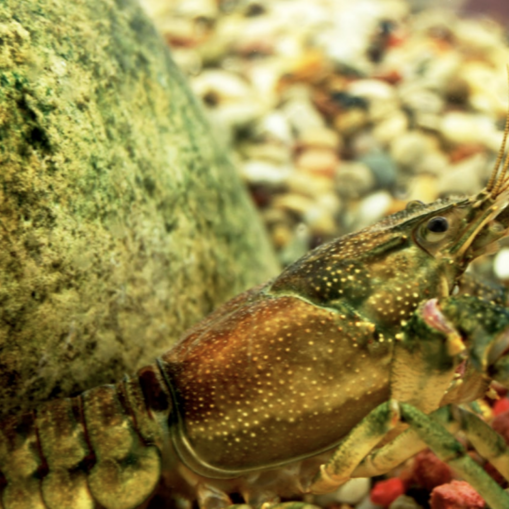 An adult rusty crayfish swims in front of rocks.
