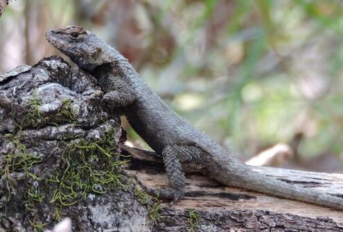 An eastern fence lizard, dark grey in color, rests on a piece of wood. 