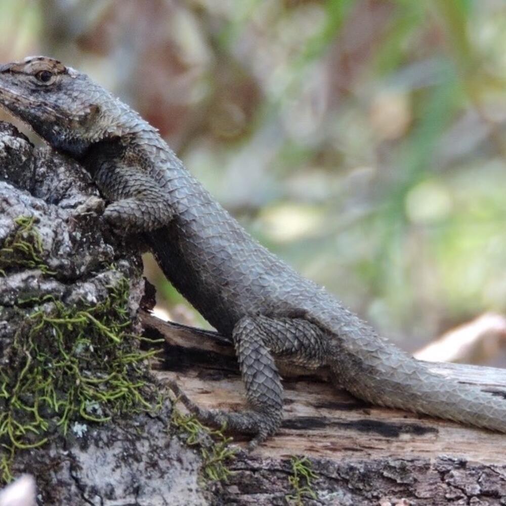 An eastern fence lizard, dark grey in color, rests on a piece of wood. 