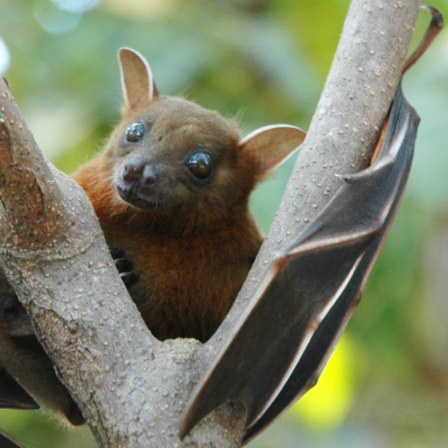 Lesser short-nosed fruit bat perched in a tree branch