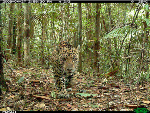 jaguar in forest walking towards camera trap