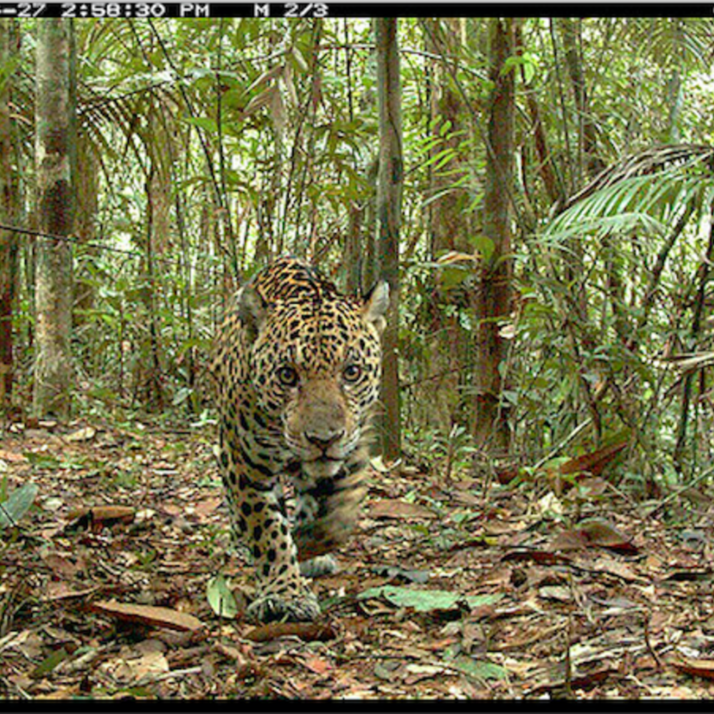 jaguar in forest walking towards camera trap