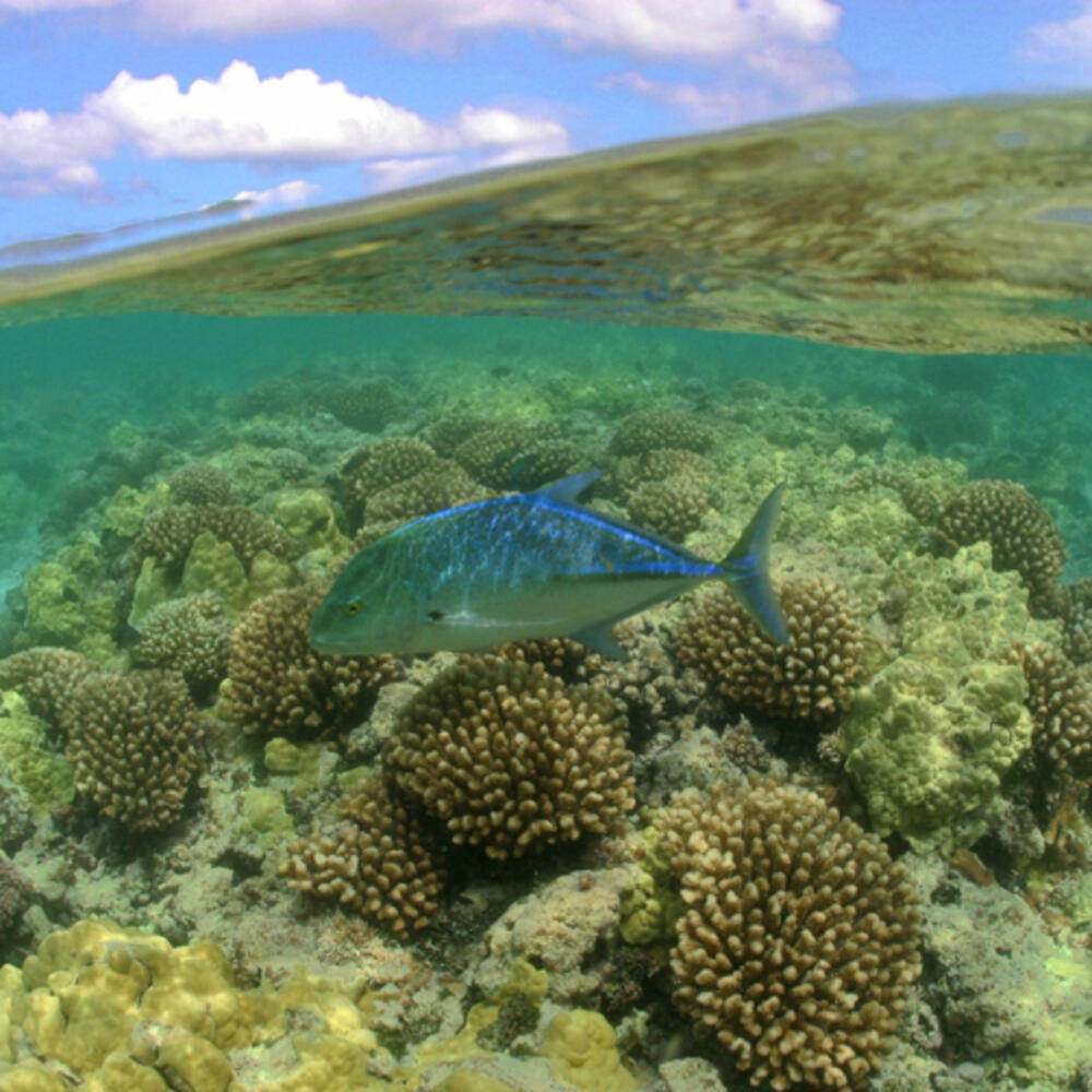 Bluefin trevally fish in the Northwestern Hawaiian Islands