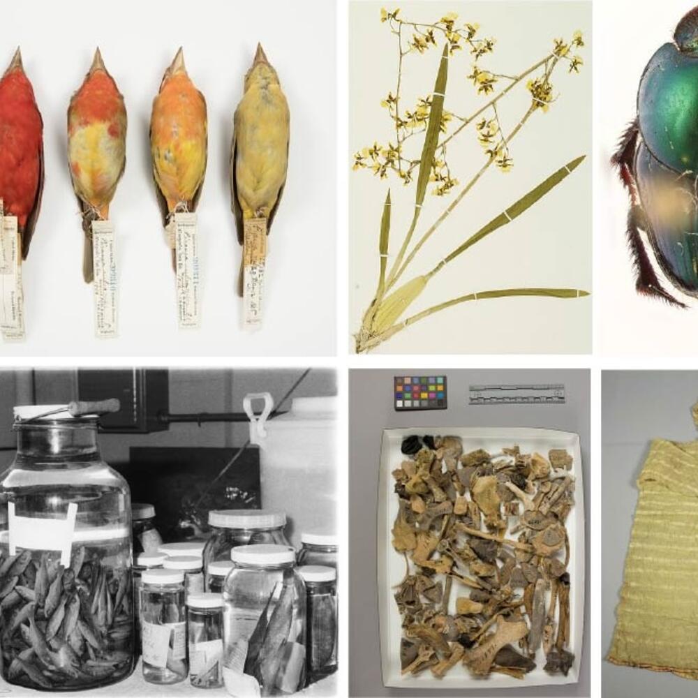 A collage of museum collections.