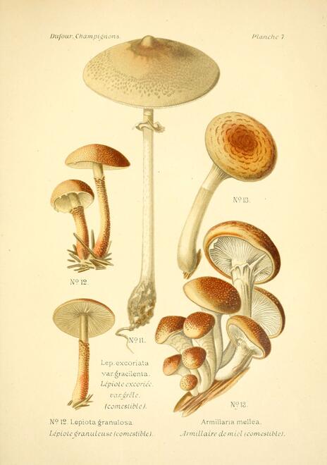 Historic drawings of a variety of mushrooms with white stems and orange tops